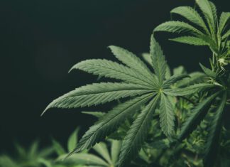 A Comprehensive Guide to Cannabis in Thailand