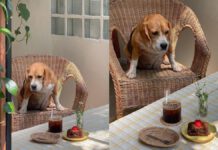 Paws and Coffee: Bangkok’s Top 5 Dog Cafes for Dog Lovers