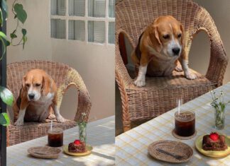 Paws and Coffee: Bangkok’s Top 5 Dog Cafes for Dog Lovers