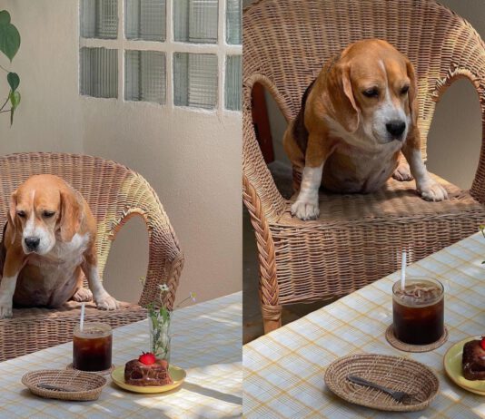 Paws and Coffee: Bangkok’s Top 5 Dog Cafes for Dog Lovers