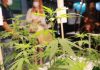 Thai cannabis bill raises concerns about punishment and limits
