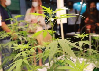 Thai cannabis bill raises concerns about punishment and limits