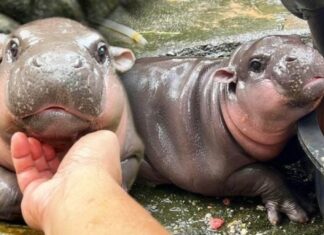 Khao Kheow Zoo Enjoys Financial Success Thanks to Rising Fame of Moo-Deng