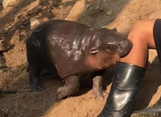 Zoo Welcomes 12,000 Visitors for Baby Hippo Moo-Deng